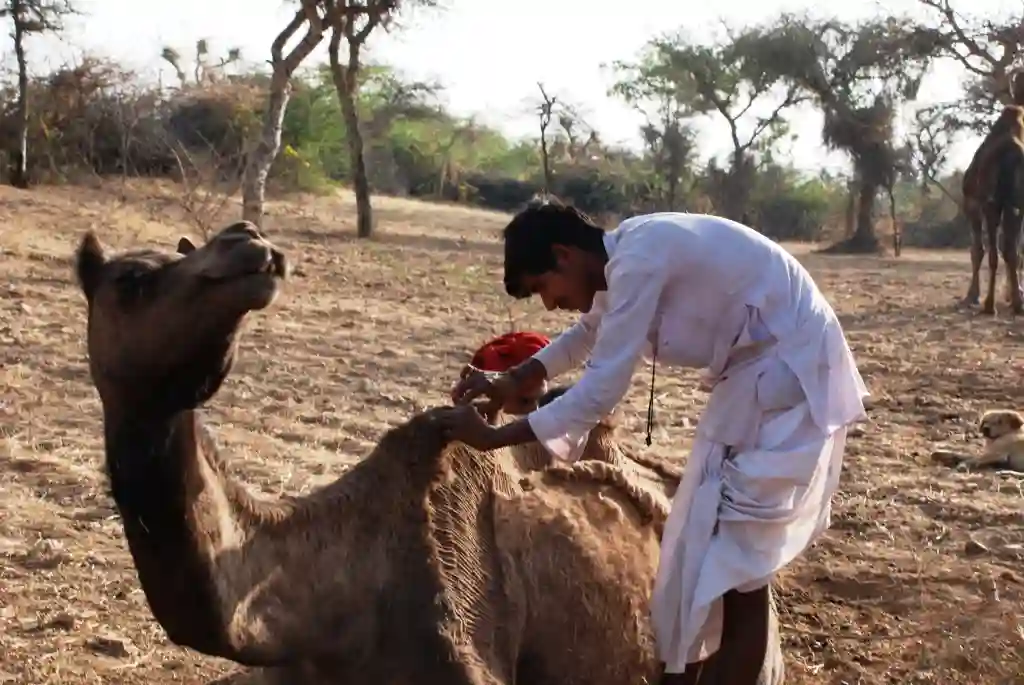 Harvesting Camel Hair For Textile Production