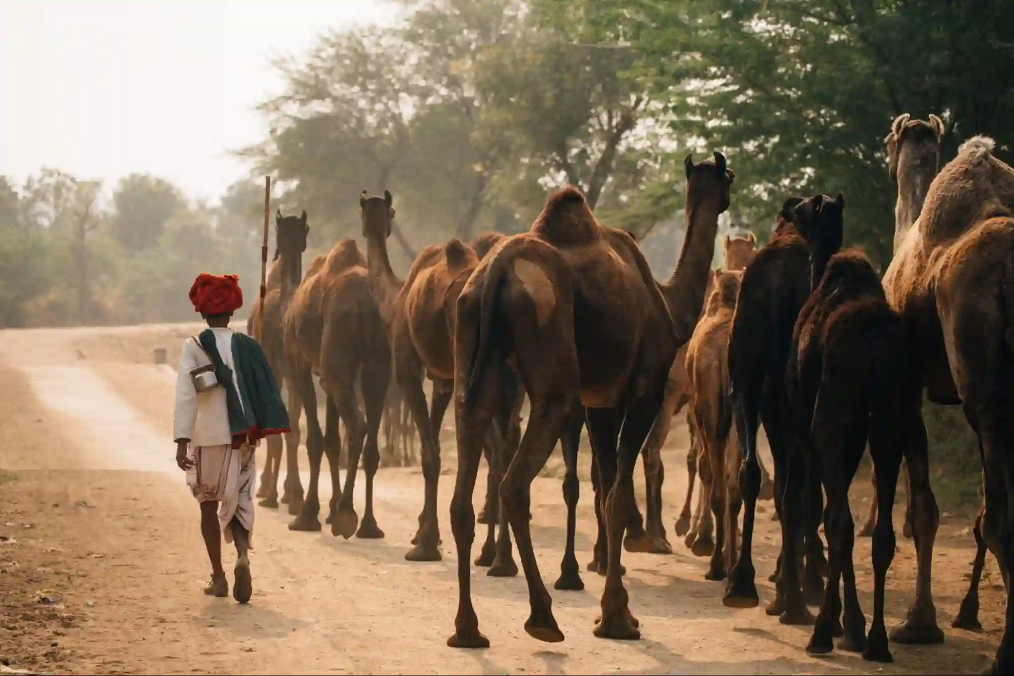 Camel Wool: A Hidden Gem of the Indian Textile Industry