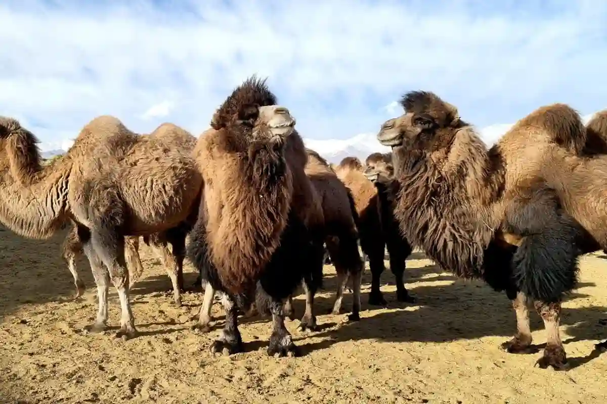 Wild Bactrian camels