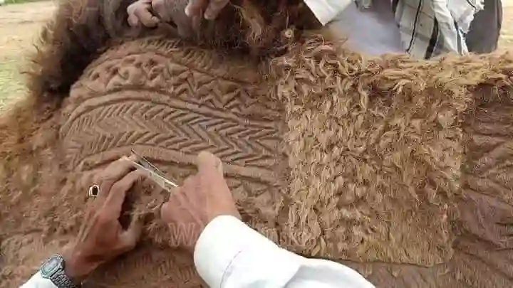 Harvesting Camel Hair For Textile Production - 1